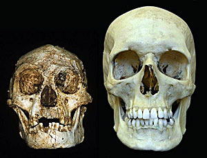     homo floresiensis  homo sapiens     